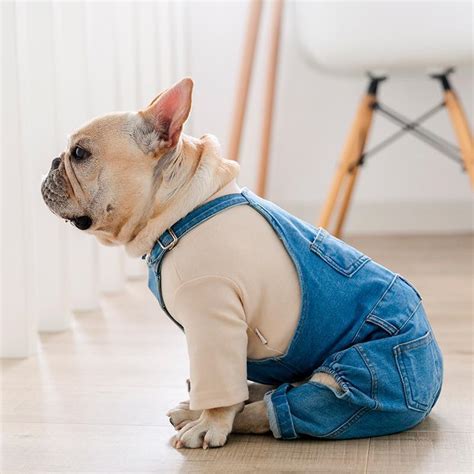 french bulldog apparel and accessories.